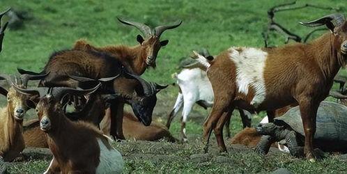 钓鱼爆料老山羊视频大全,老山羊视频大全中的钓鱼技巧与心得 第2张 钓鱼爆料老山羊视频大全,老山羊视频大全中的钓鱼技巧与心得 第2张